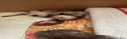 Scottish Fold cats for sale: Scottish fold and British shorthair kittens - Advert 27