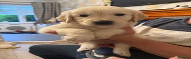 Golden Retriever 1