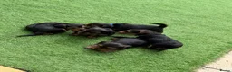 Yorkshire Terrier dogs for sale: Yorkshire Terrier  in Colchester - Advert 19