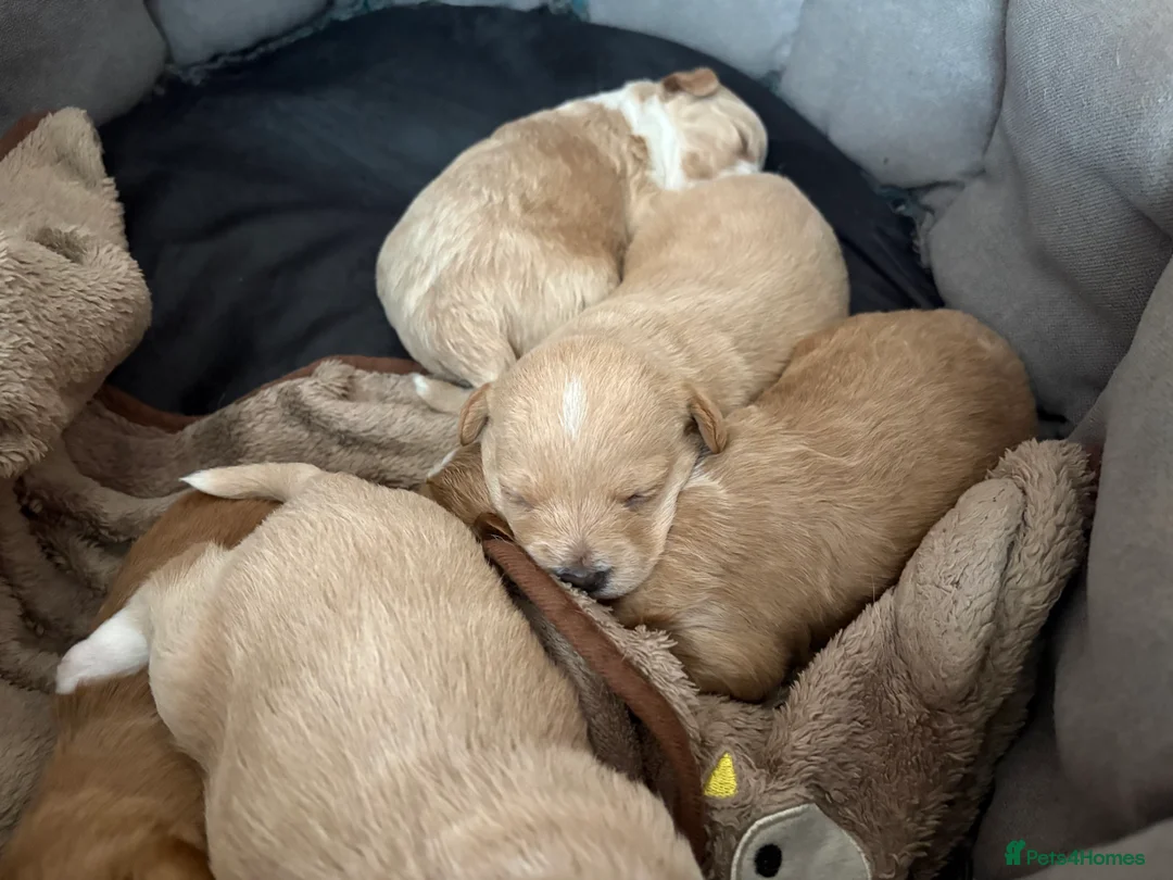 Mixed Breed dogs for sale: Toy poodle mix - Advert 2