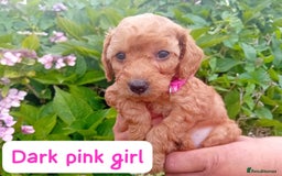 Goldendoodle dogs for sale: Stunning Miniature Goldendoodles - Image 17