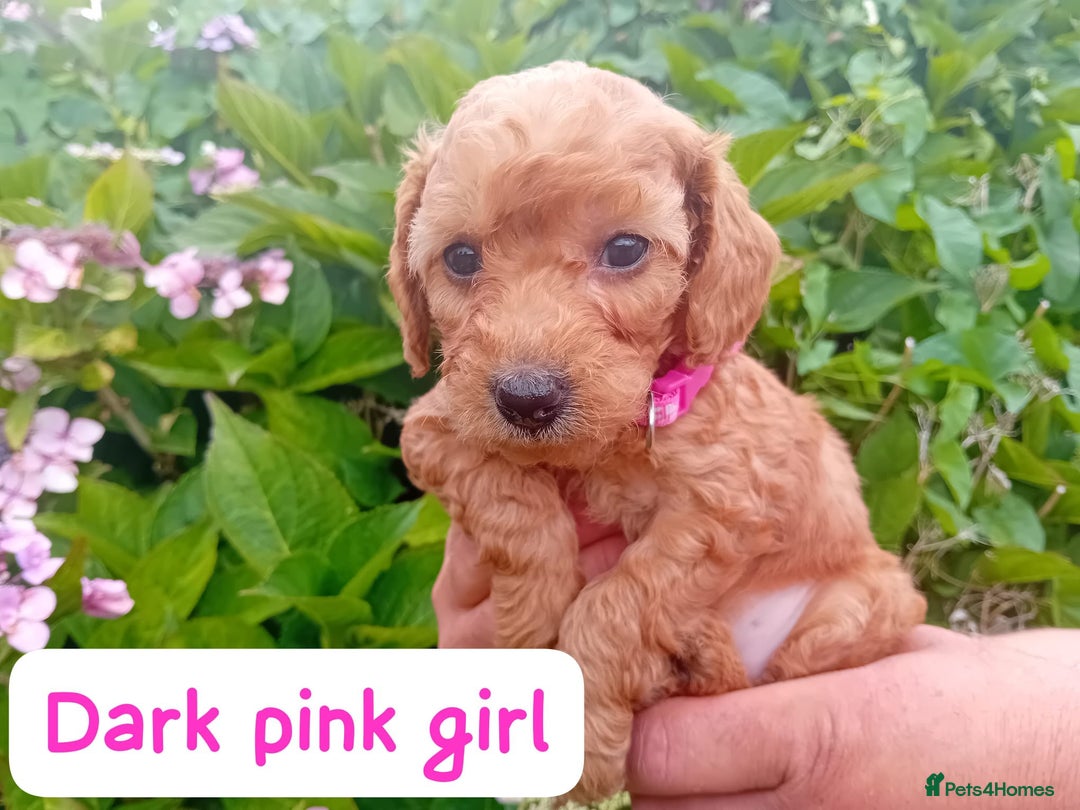 Goldendoodle dogs for sale: Stunning Miniature Goldendoodles - Image 17