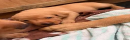 Labrador Retriever dogs for sale: Beautiful Red Fox Labrador Retriever Puppies - Advert 15