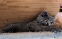 British Shorthair cats for sale: Ready now BSH kittens - Image 5