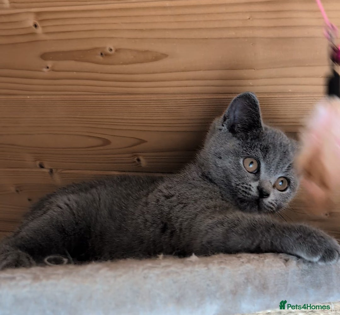 British Shorthair cats for sale: Ready now BSH kittens - Image 5