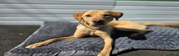 Labrador Retriever dogs for sale: 21 Month old male labrador  - Advert 2