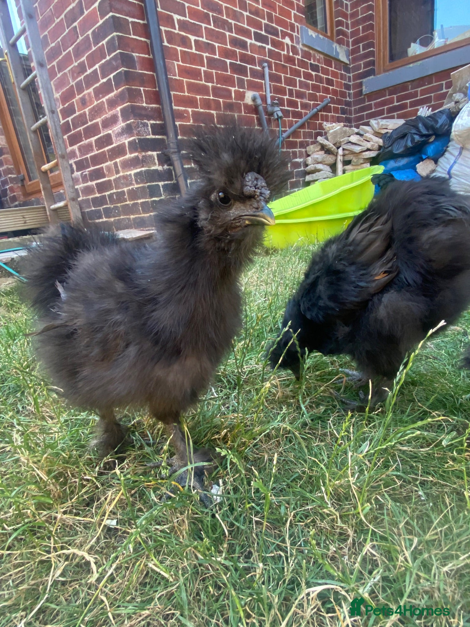Chickens poultry Black silkie boys x2 - Advert 2