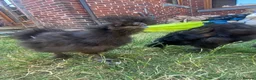 Chickens poultry for sale: Black silkie boys x2 - Advert 2