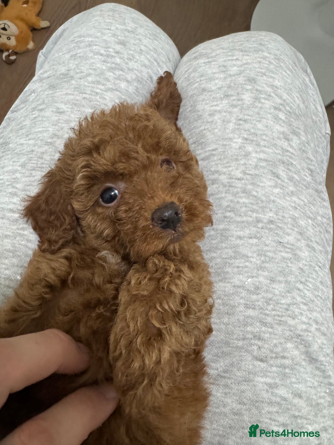 Miniature Poodle dogs for sale: 🐩 Outstanding Deep Red Miniature Poodle Puppies  - Advert 30