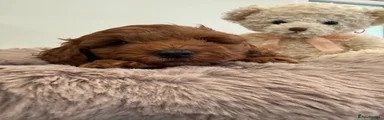 Cavapoo 1