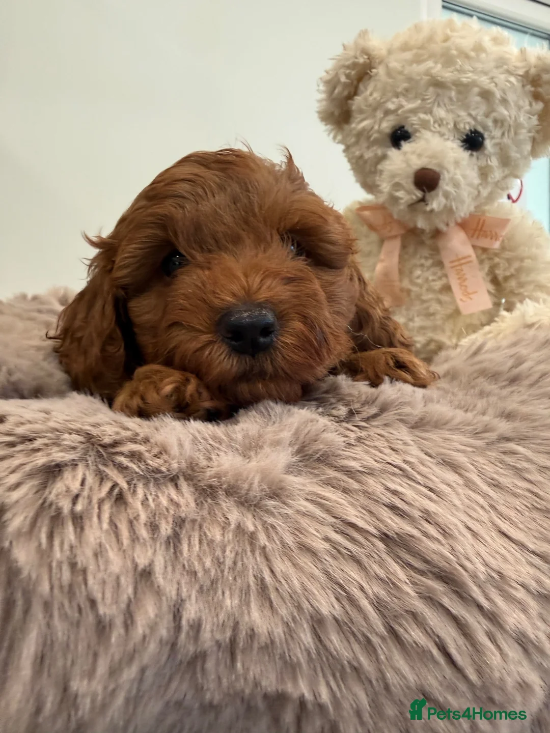 Cavapoo dogs for sale: 1 beautiful boy. F1b both parents DNA clear  - Advert 5
