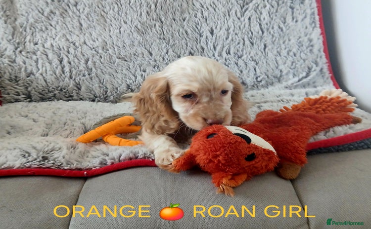 Cocker Spaniel dogs - Advert 2