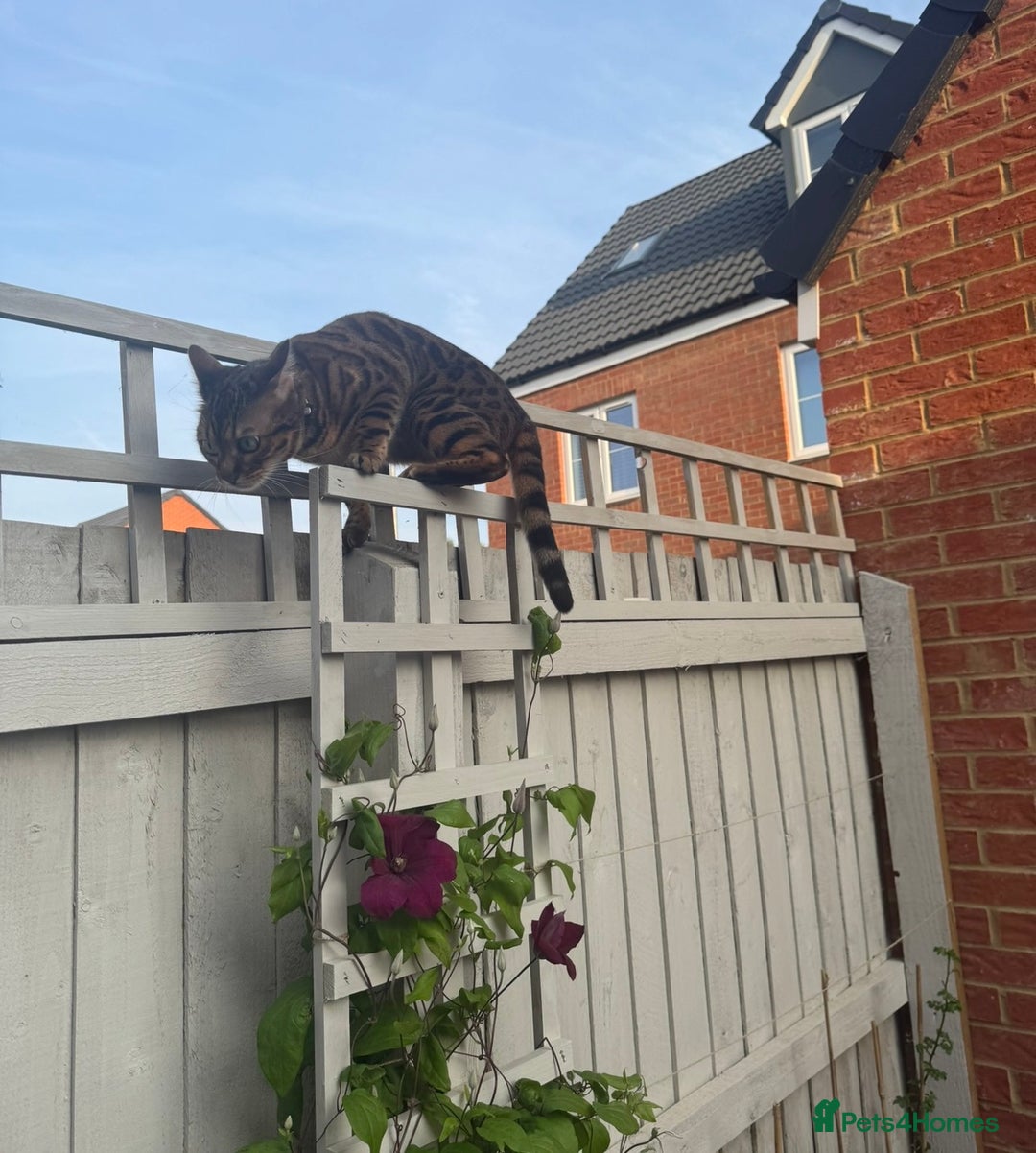 Bengal cats for sale: 2 Y/O bengal cat looking for a new home 😺 - Advert 2