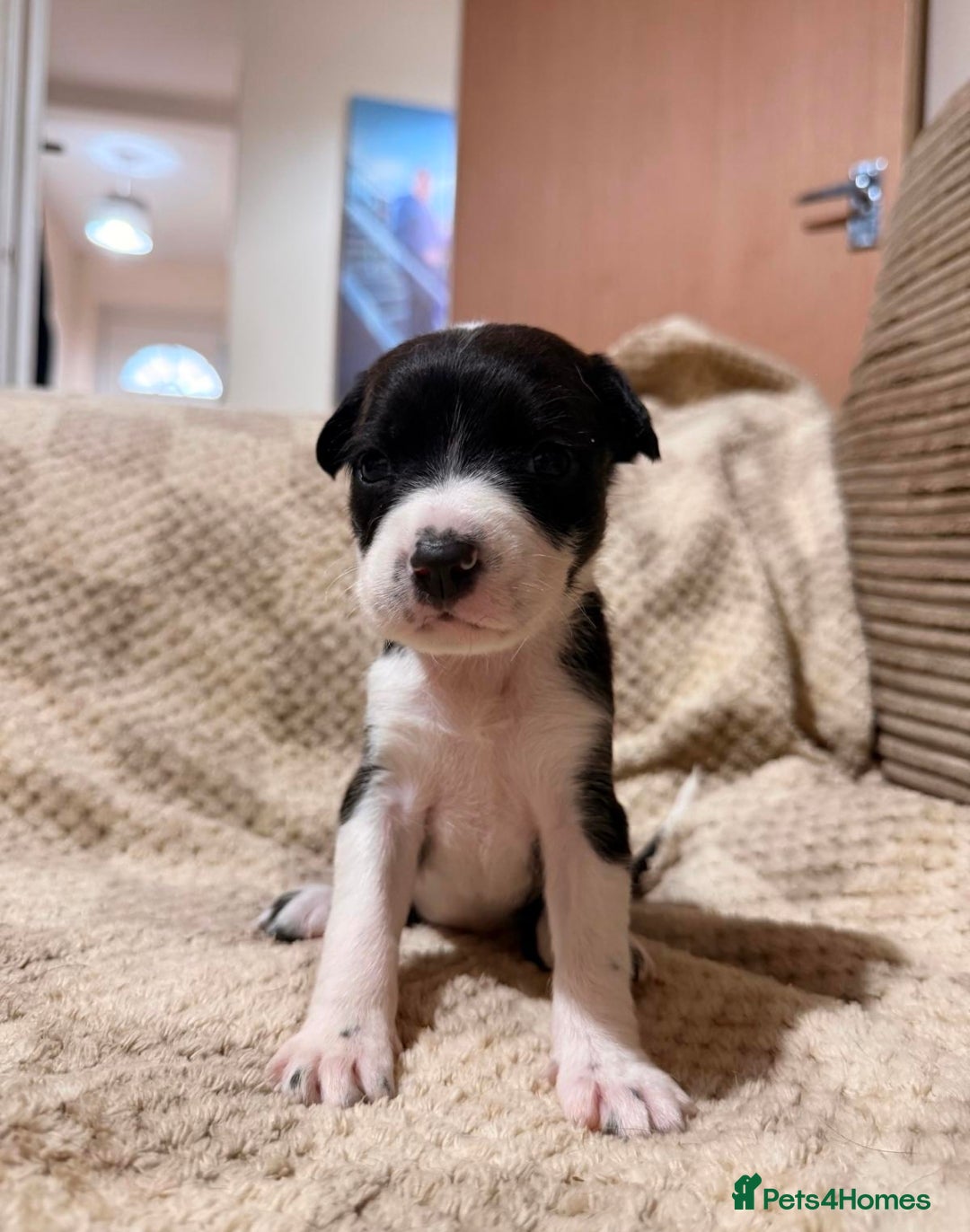 Mixed Breed dogs for sale: ✨🐾 3 Beautiful Female Puppies Available 🐾✨ - Advert 11