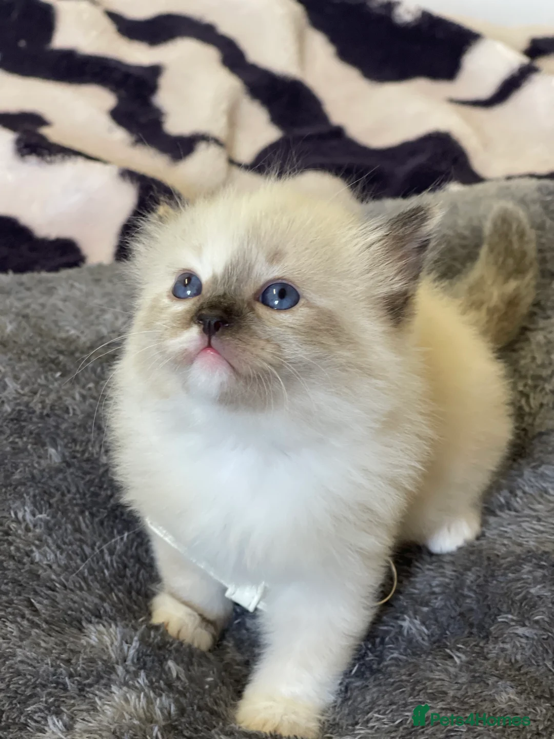 Ragdoll cats for sale: VERY RARE CREAM FLARE BICOLOUR RAGDOLL KITTEN - Advert 8