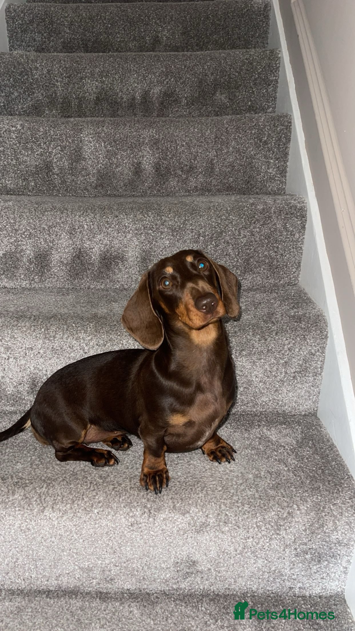 Miniature Dachshund dogs Miniature Dachshund Girl - 2 Years Old - Advert 2