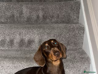 Miniature Dachshund dogs Miniature Dachshund Girl - 2 Years Old - Advert 12