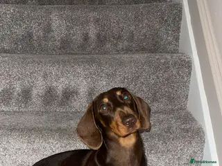 Miniature Dachshund dogs Miniature Dachshund Girl - 2 Years Old - Advert 9