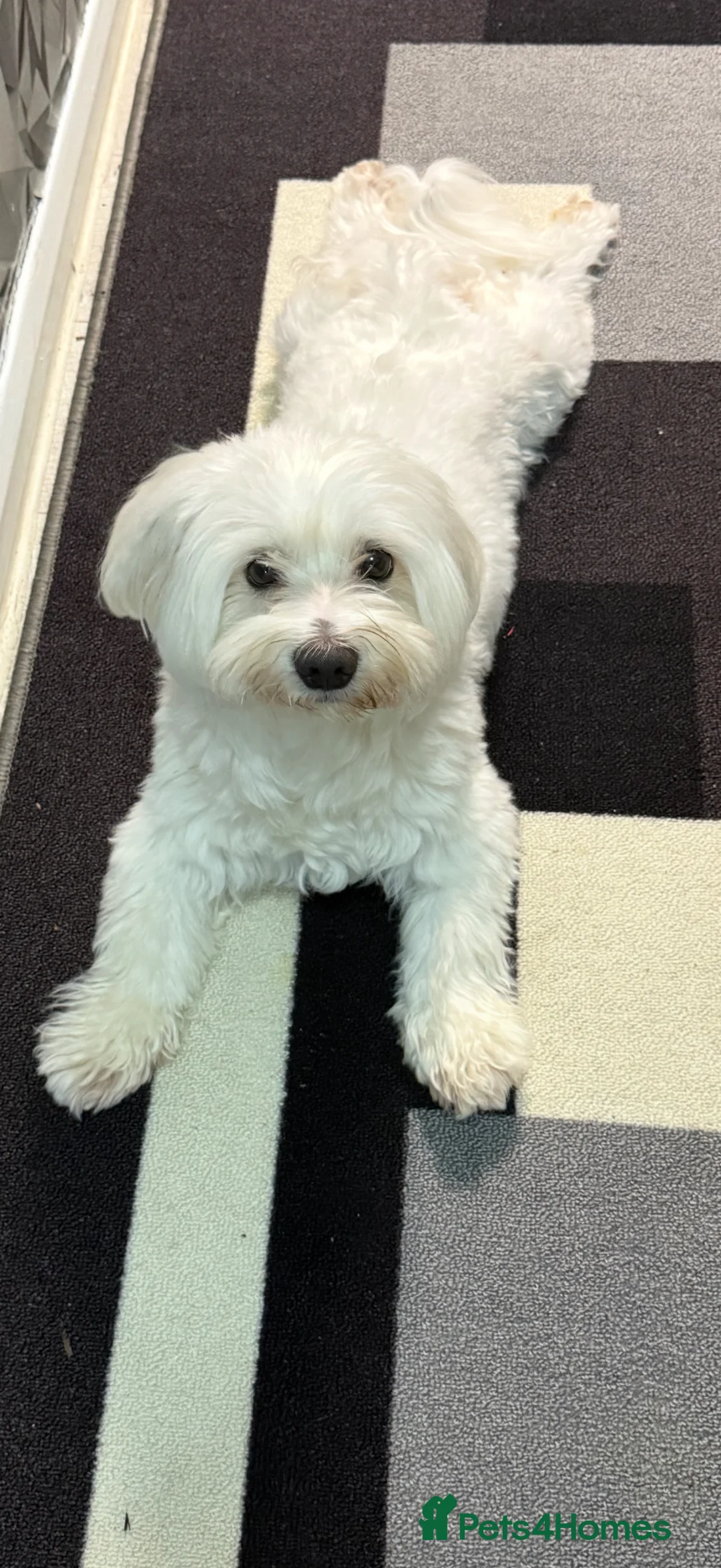 Bichon Frise dogs for sale: 🐾 Gorgeous Bichon Frise Puppies – Ready Soon - Advert 17