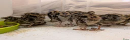 Quail poultry for sale: Coturnix Quail - chicks and adults - Advert 5