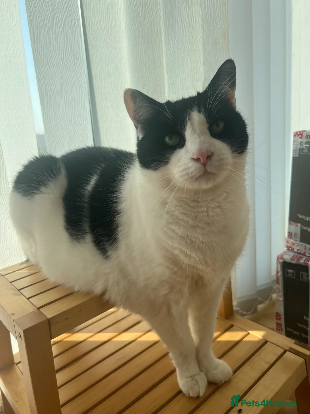 Domestic Shorthair cats for sale: Gentle 7YO Neutered Male Cat  - Advert 12