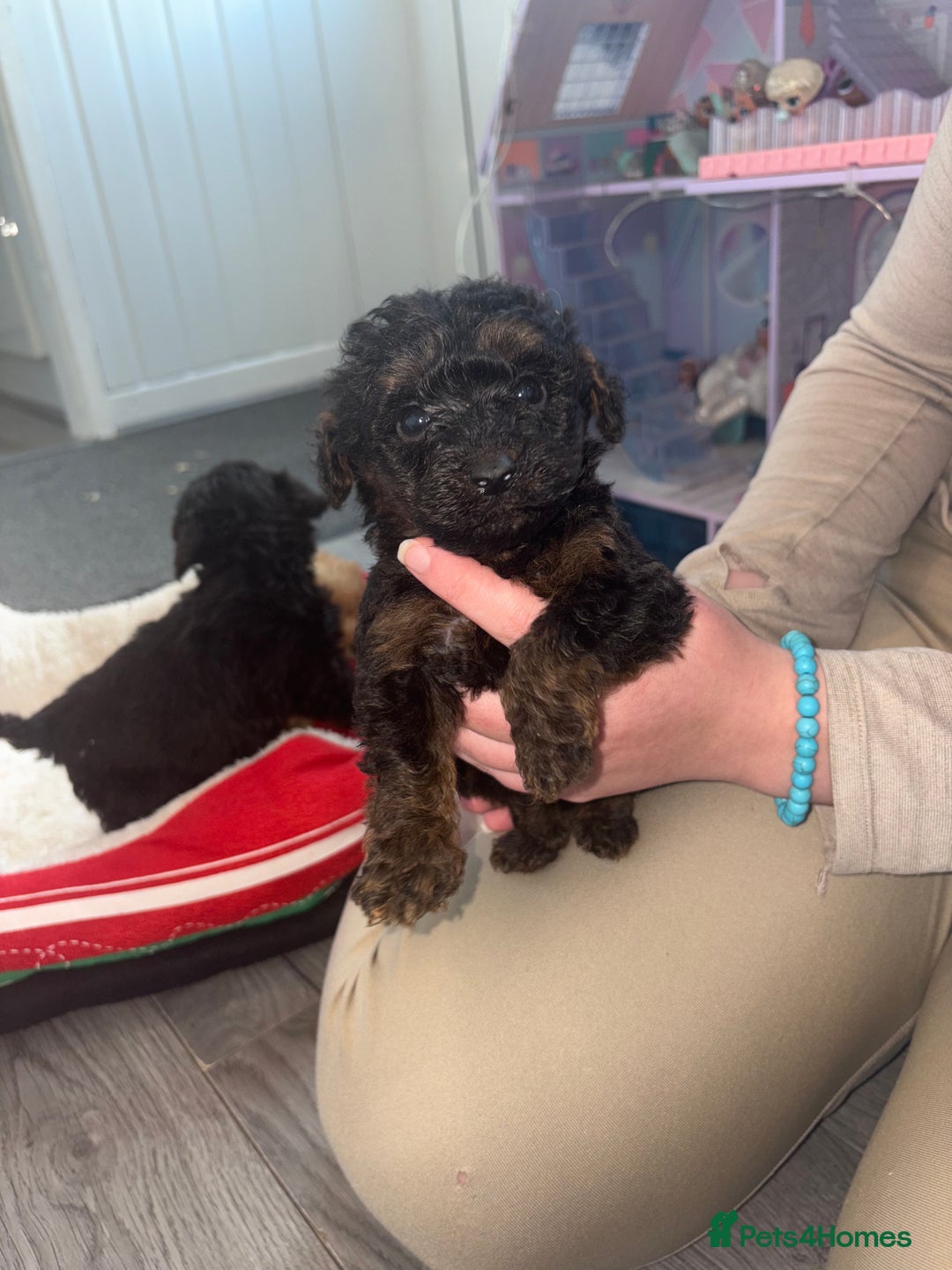 Cockapoo dogs for sale: Cockapoo puppies  - Image 3