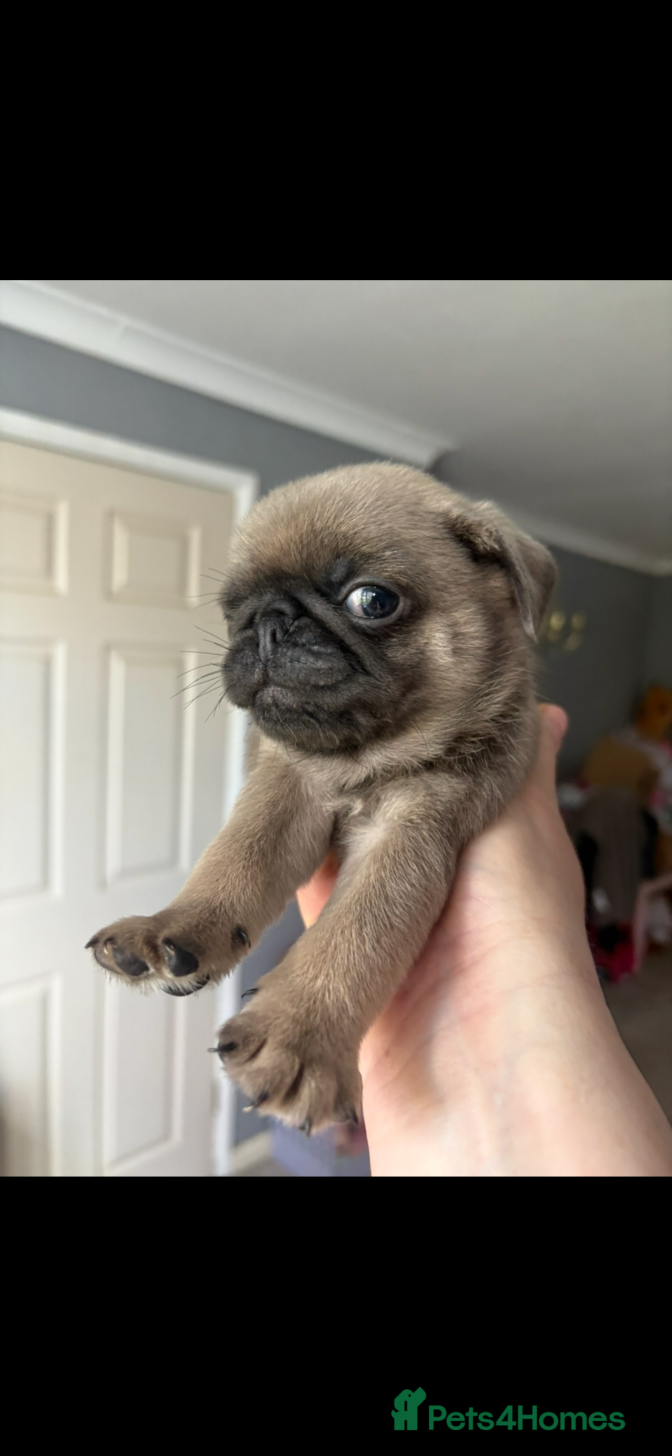 Pug dogs Champion blood line pups  - Advert 2