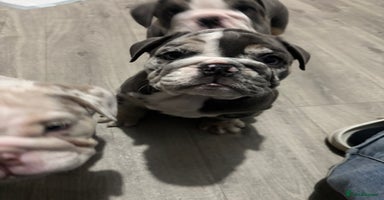 English Bulldog dogs LAST 3 GIRLS READY NOW - Advert 14
