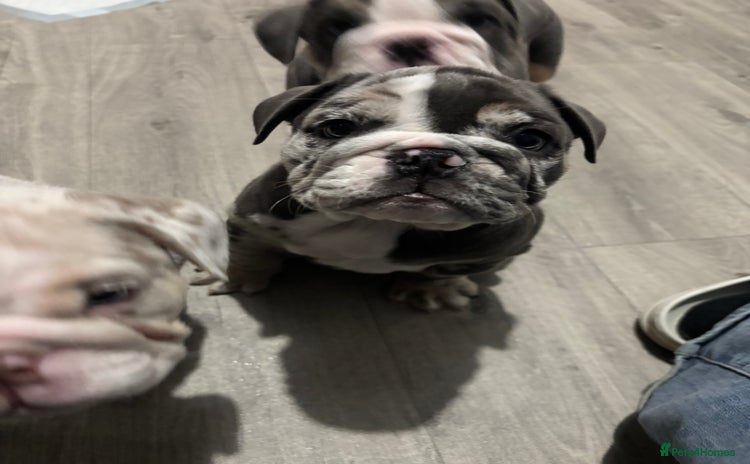 English Bulldog dogs LAST 3 READY NOW DELIVERY NATIONWIDE - Advert 16