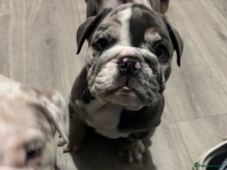 English Bulldog dogs LAST 3 GIRLS READY NOW - Advert 18