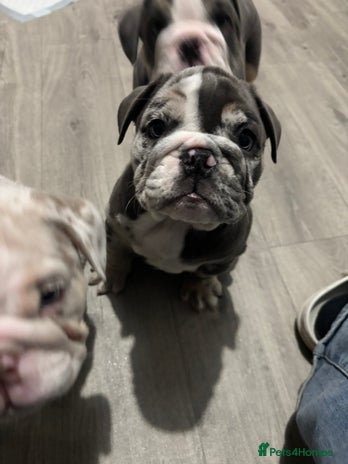 English Bulldog dogs LAST 3 READY NOW DELIVERY NATIONWIDE - Advert 16
