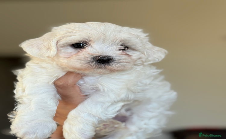 Maltese dogs - Advert 7