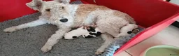 Fox Terrier dogs for sale: Wire haired fox terrier pups based in Kent in Gravesend - Advert 19