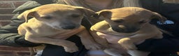 Lurcher dogs for sale: Beautiful litter of Lurcher puppies  - Advert 6
