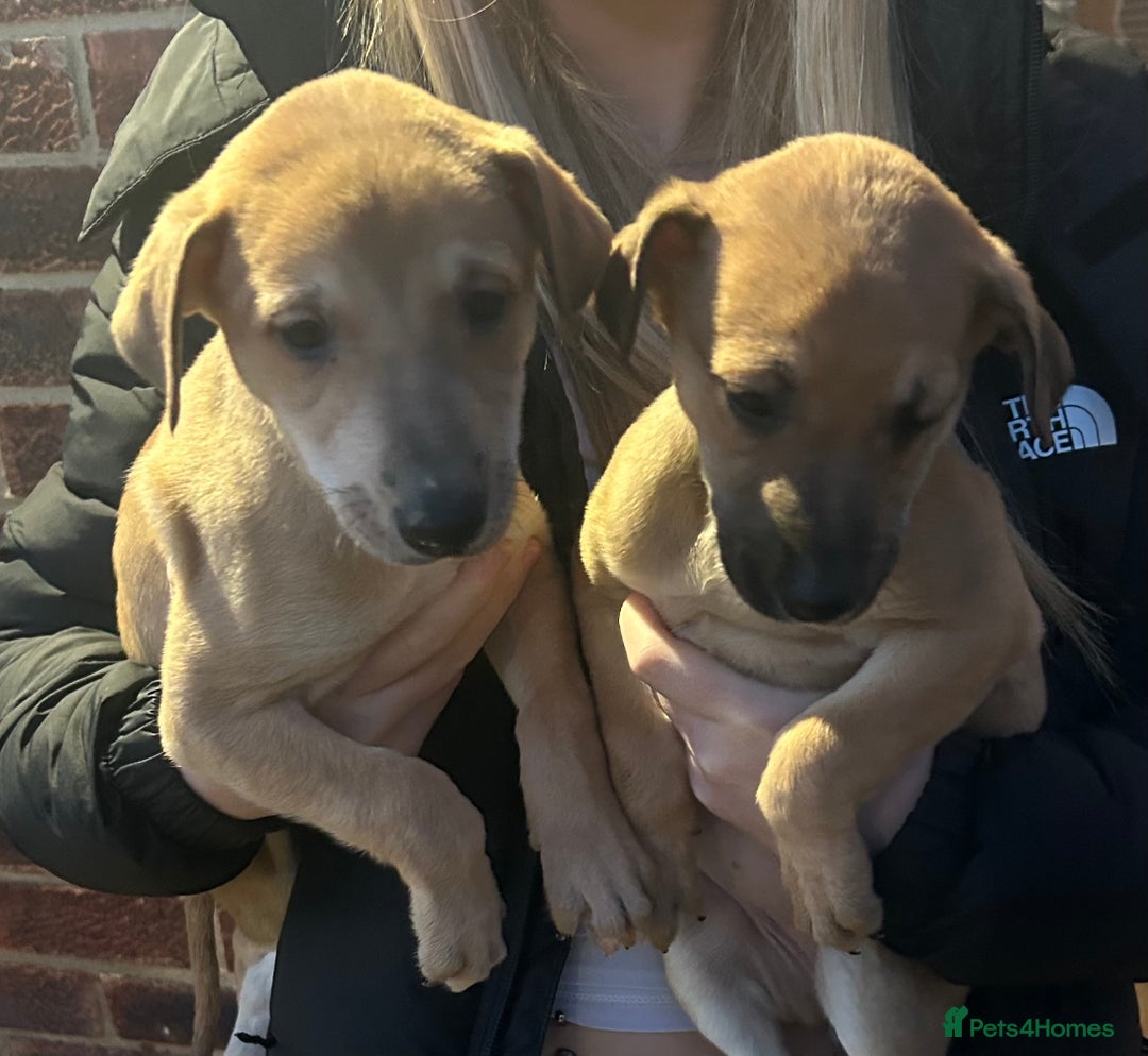 Lurcher dogs for sale: Beautiful litter of Lurcher puppies  - Advert 6