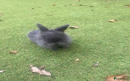 Mini Lop rabbits for sale: Beautiful mini lop bunnies 😍🐰 - Image 12