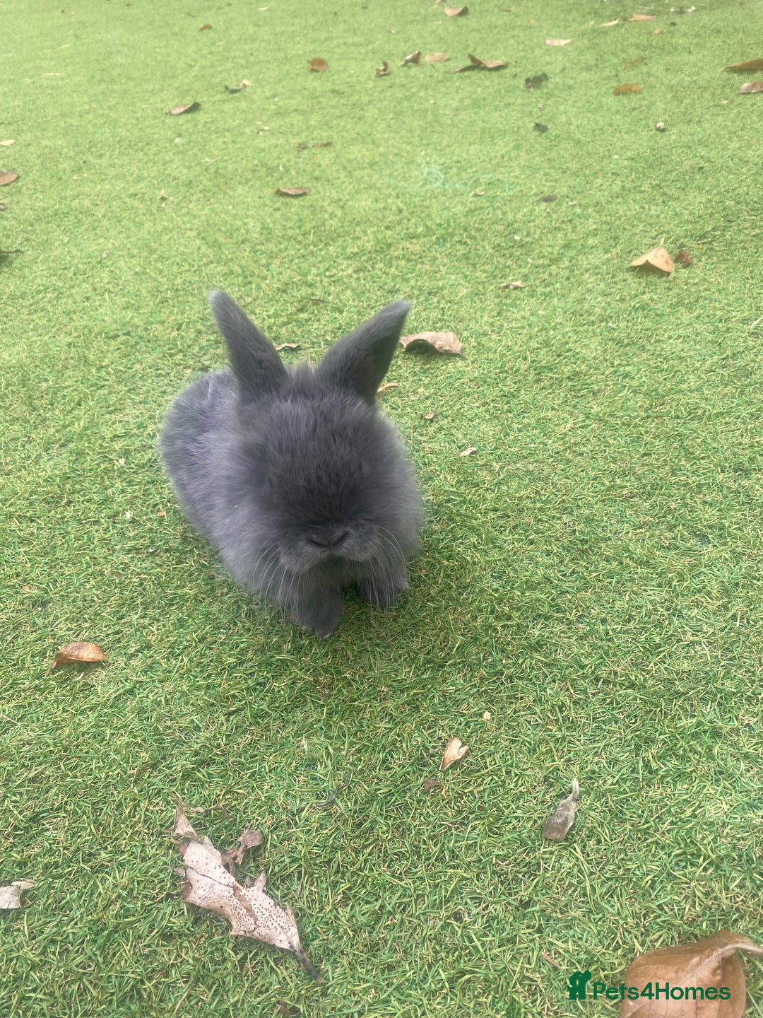 Mini Lop rabbits for sale: Beautiful mini lop bunnies 😍🐰 - Image 12