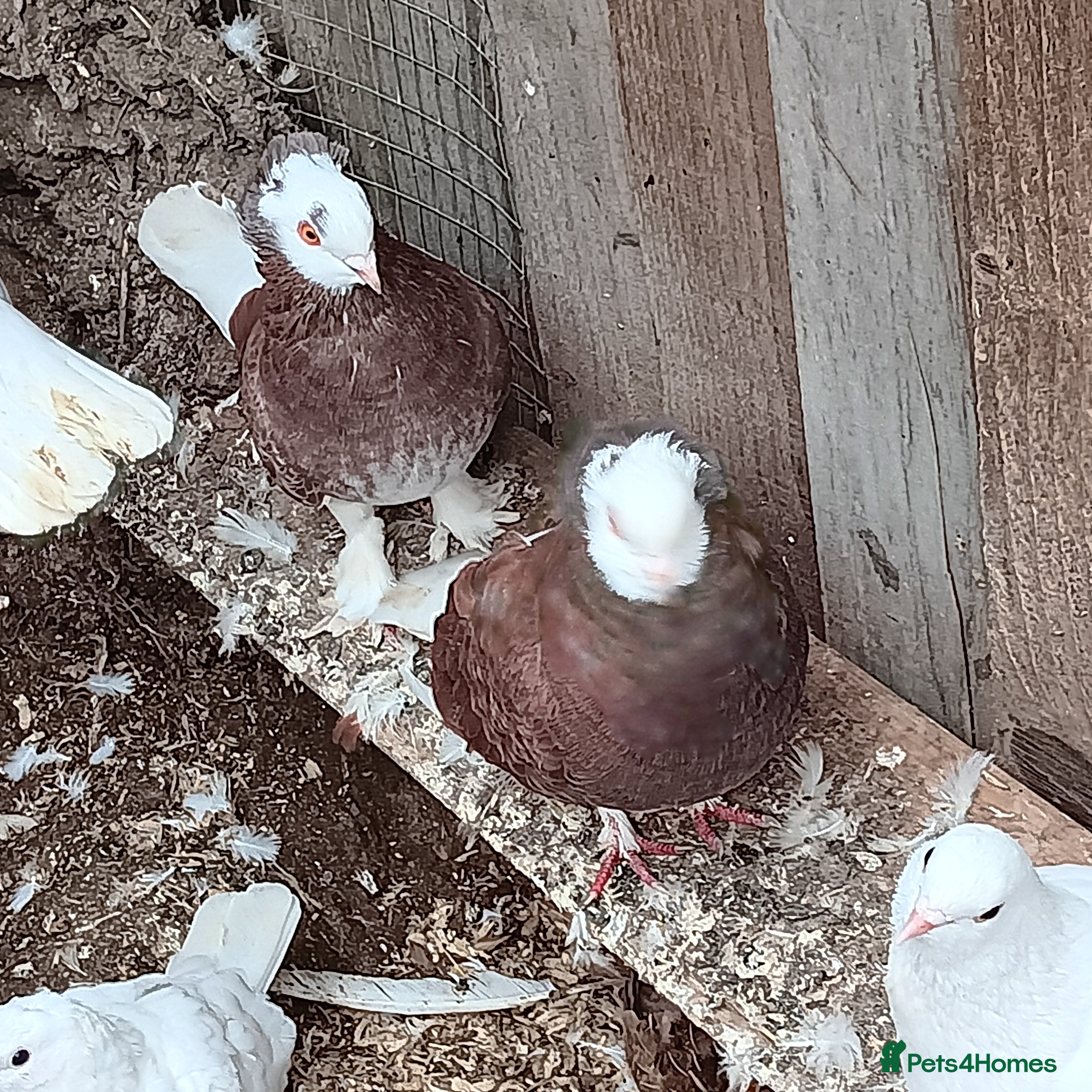 Pigeons birds Pigeons - Advert 11