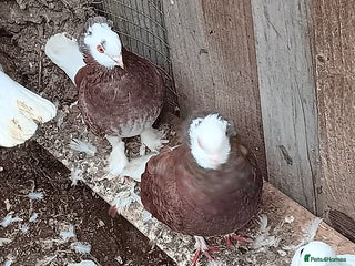 Pigeons birds - Advert 3