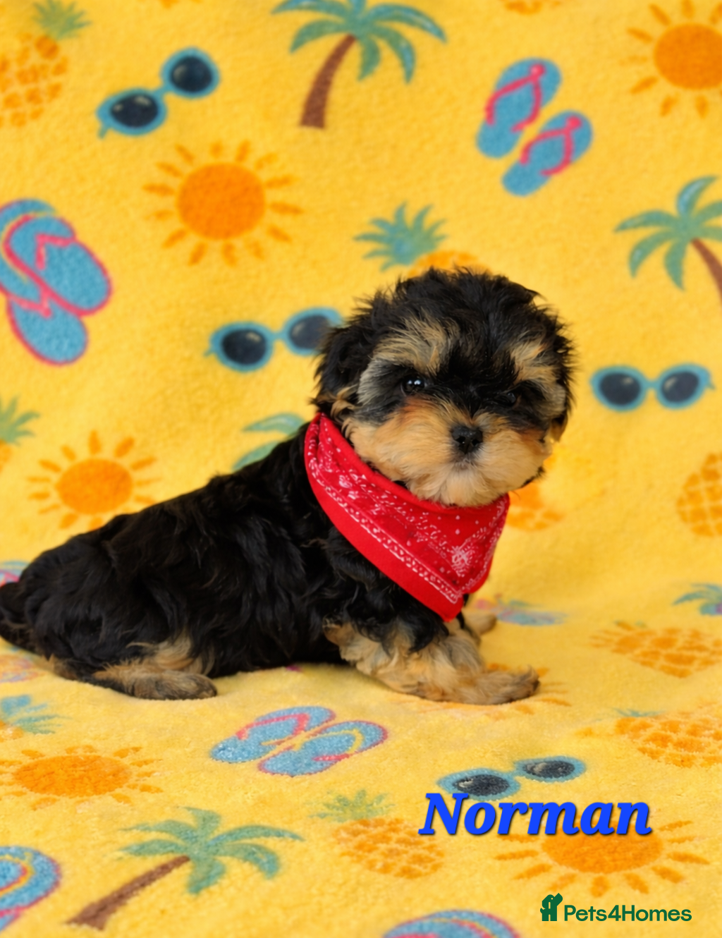 Yorkshire Terrier dogs 1 pup left Norman  - Advert 14