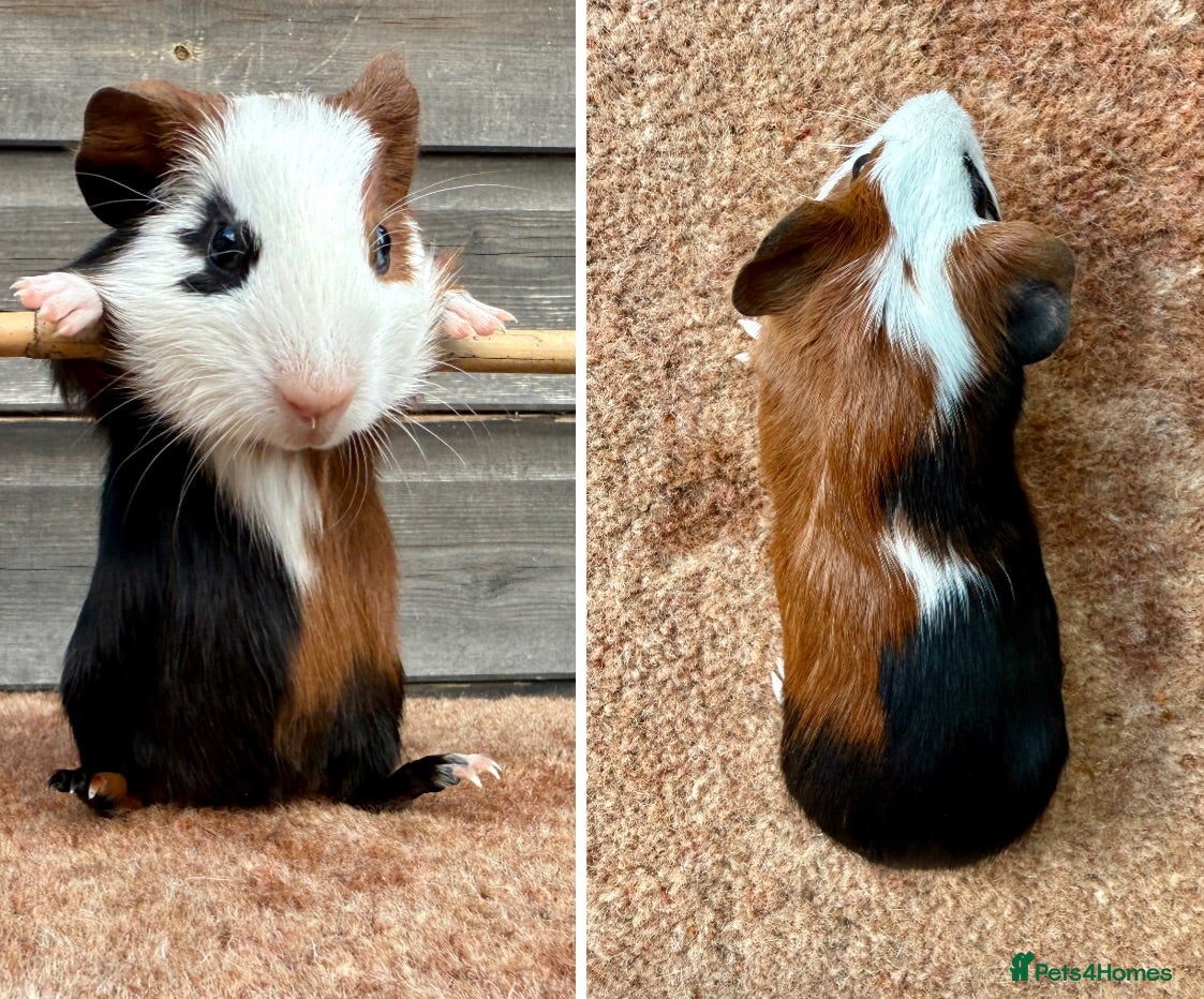 Guinea Pig rodents Various Breeds - Boys - Advert 1