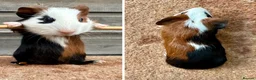 Guinea Pig rodents for sale: Various Breeds - Boys - Advert 1