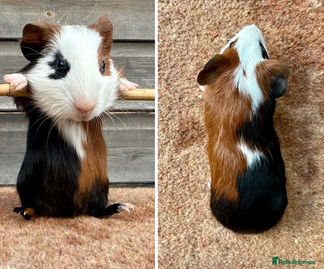 Guinea Pig rodents for sale: Various Breeds - Boys - Advert 1