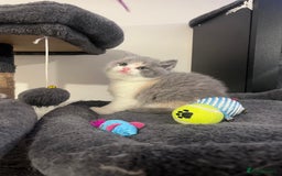 British Shorthair cats for sale:  💖Rare Colors British Shorthair Kittens💖 - Image 12