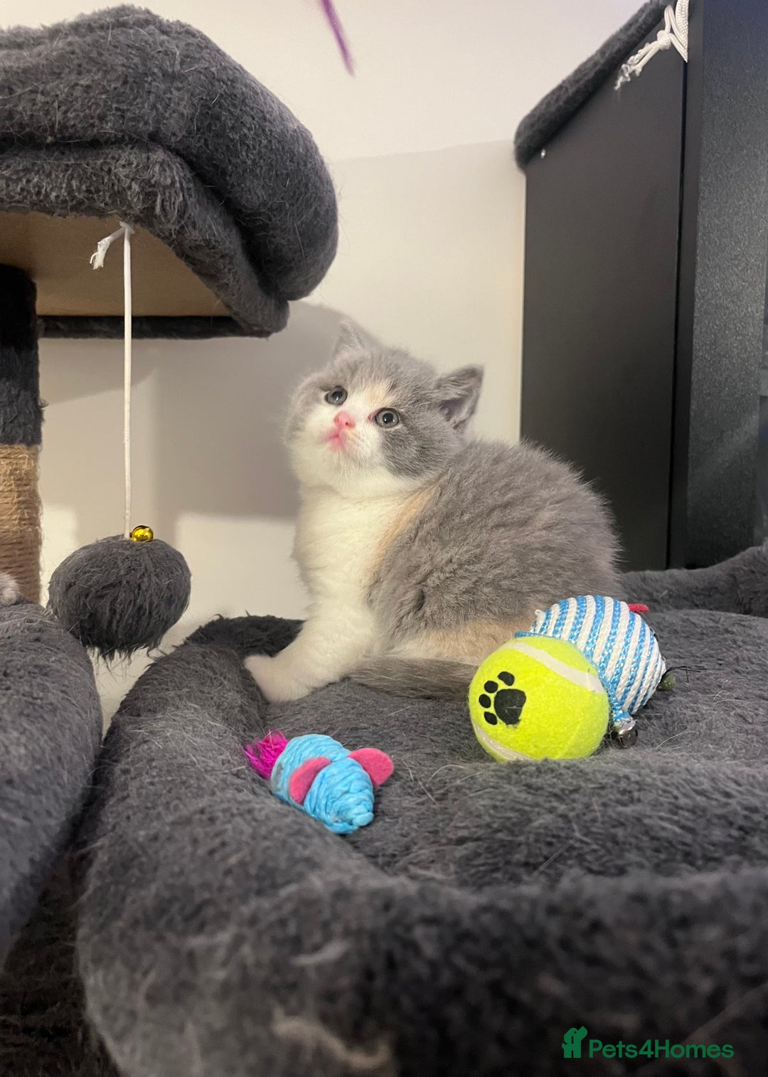 British Shorthair cats for sale:  💖Rare Colors British Shorthair Kittens💖 - Image 12