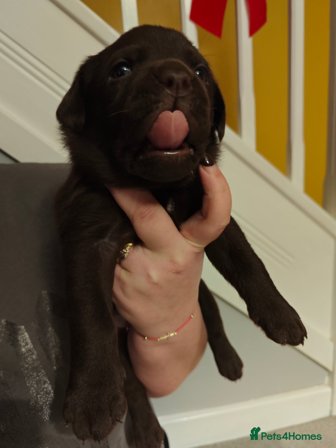 Labrador Retriever dogs for sale: Chocolate Labrador Retriever Puppies-Family Raised - Advert 12