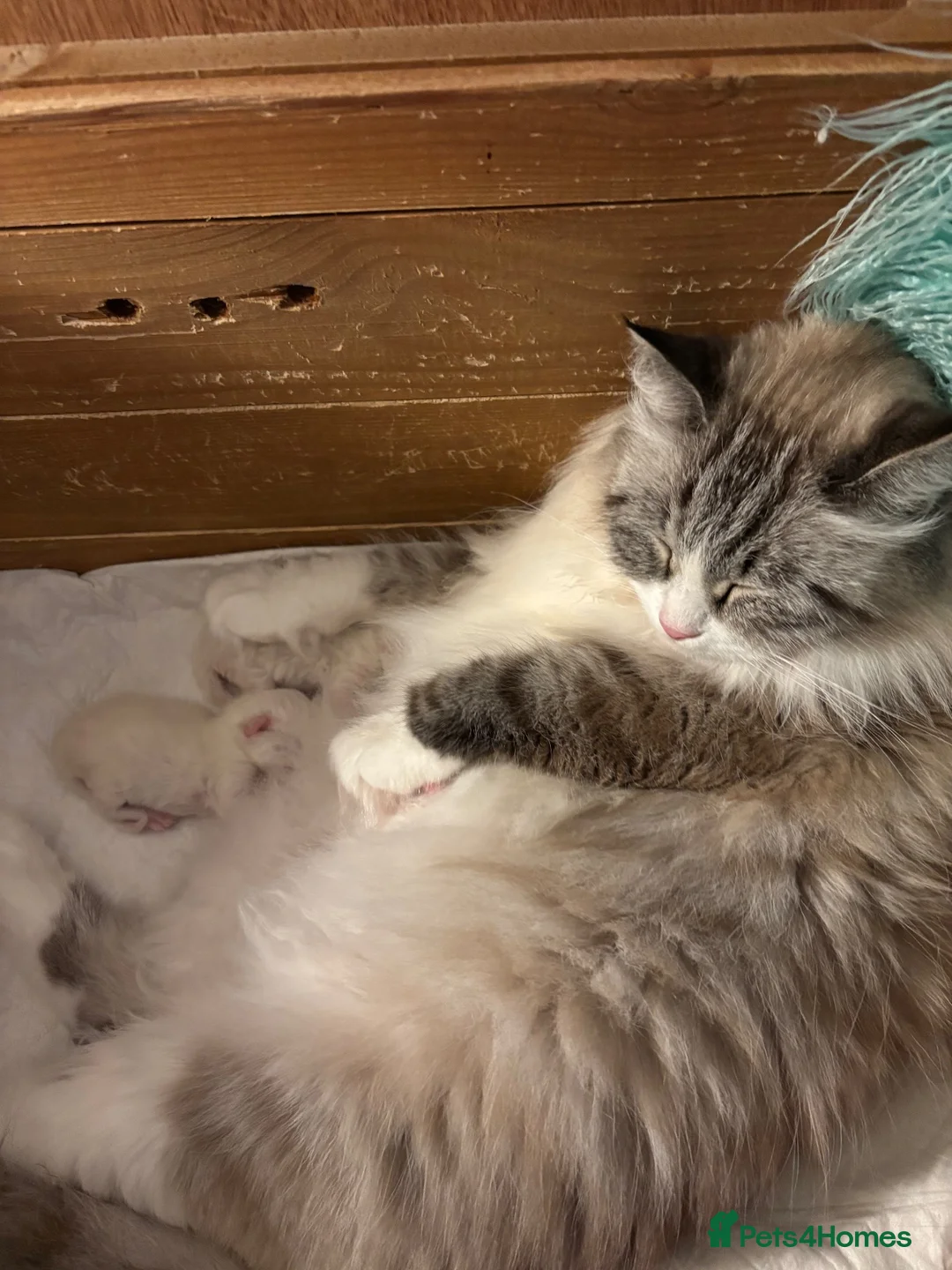 Siberian cats for sale: GCCF Registered Pedigree Siberian Kittens - Advert 1