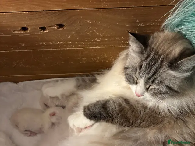 Siberian cats for sale: GCCF Registered Pedigree Siberian Kittens - Advert 1