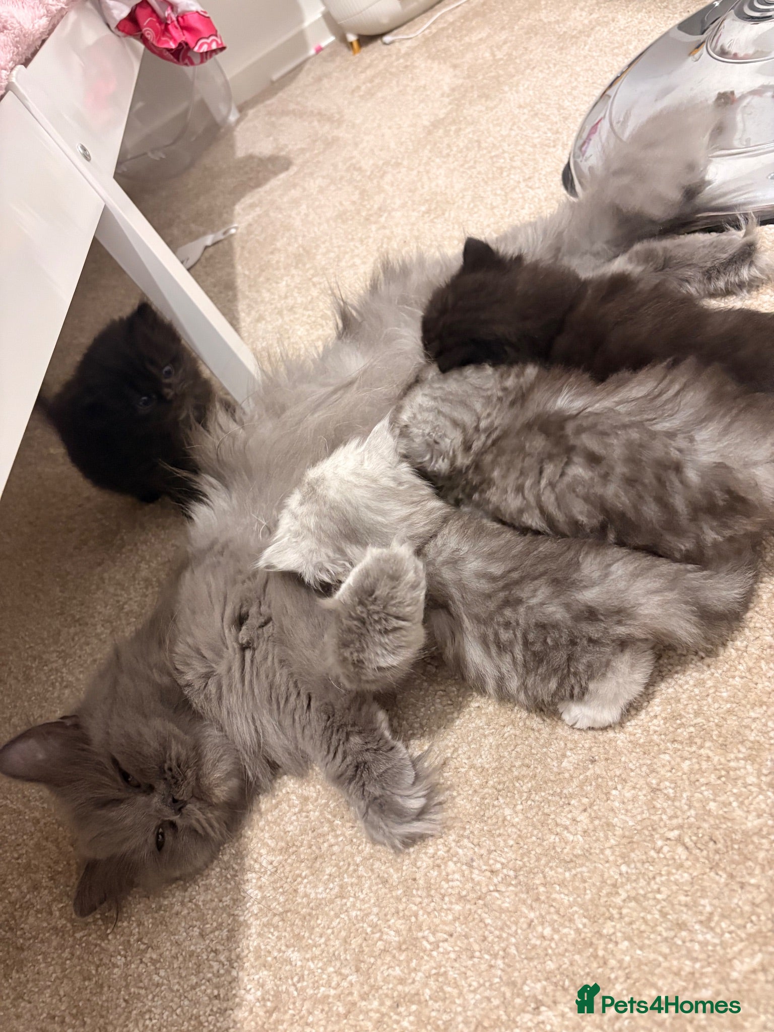 Persian cats Stunning Persian  - Advert 1