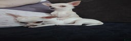 Chihuahua dogs for sale: Deer head chihuahua  - Advert 23